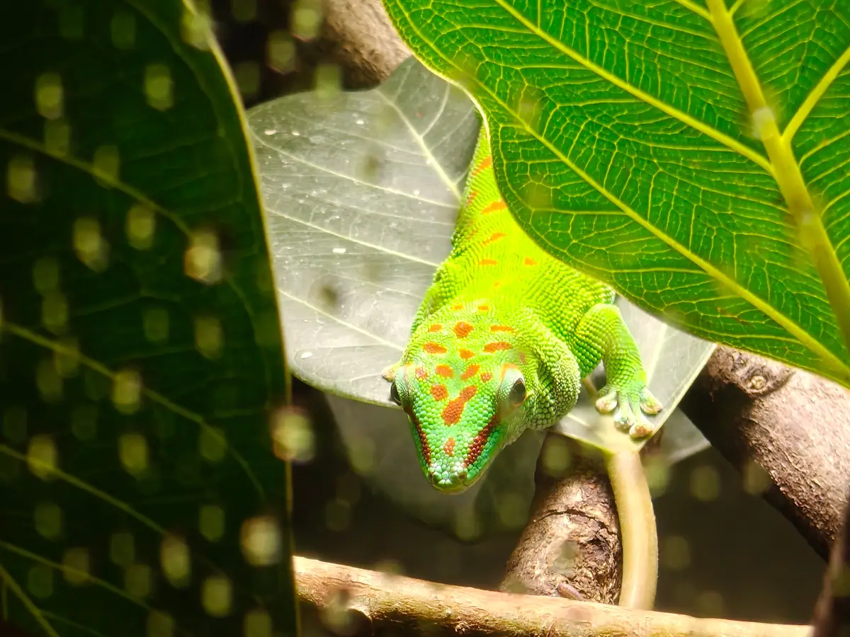 California Academy of Sciences — discounted tickets at Golden Gate Park, San Francisco, CA